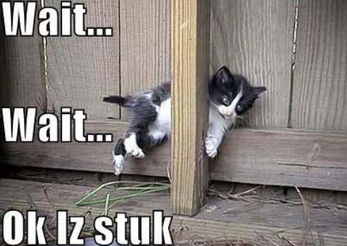 lolcat cats stuck in funny places - Wait... Wait... Ok Iz stuk