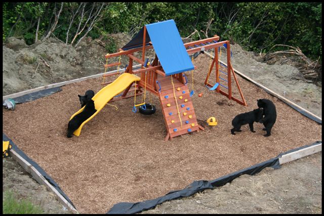 Playground for Bears