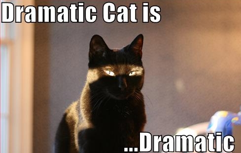 lolcat dramatic cat - Dramatic Cat is ... Dramatic