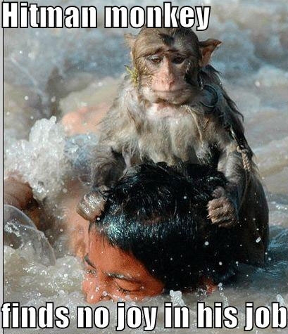 lolcat snoqualmie falls - Hitman monkey finds no joy in his job