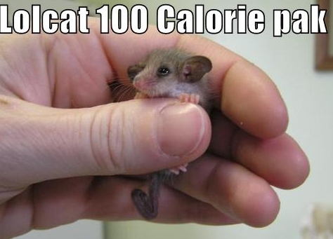lolcat try not to say aww - Lolcat 100 Calorie pak