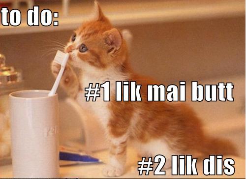 LOL Cats #17