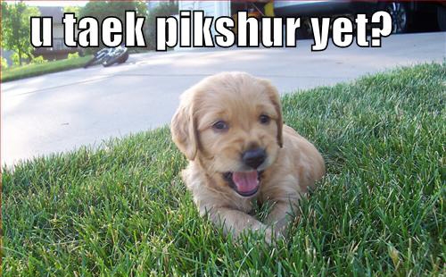 cute lab puppies - a taek pikshur yet?