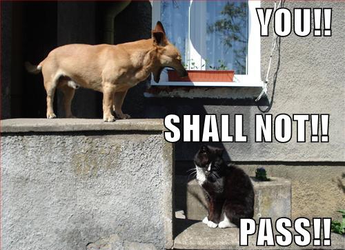 funny dog - You!! Shall Not!! Pass!!