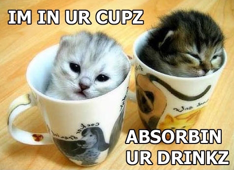 tea cup cats - Im In Ur Cupz Absorbin Ur Drinkz