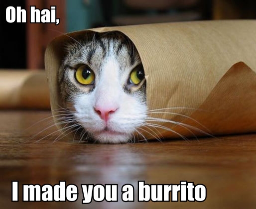 frustrated cat - Oh hai, I made you a burrito