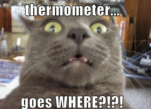 funny cat memes - thermometer... goes Where?!?!