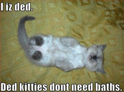 lol cats - I iz ded. Ded kitties dont need baths.
