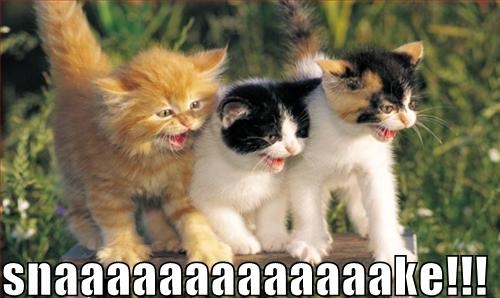 funny kittens - snaaaaaaaaaaaaake!!!