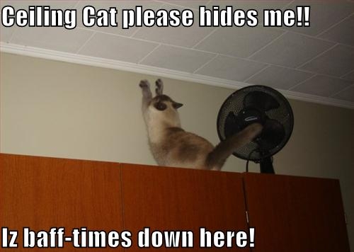 cute cat snoqualmie falls - Ceiling Cat please hides me!! Iz bafftimes down here!
