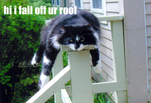 cute cat falling off roof meme - hi i fall off ur roof 11