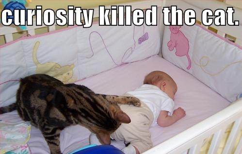 cute cat baby and cats meme - curiosity killed the cat.