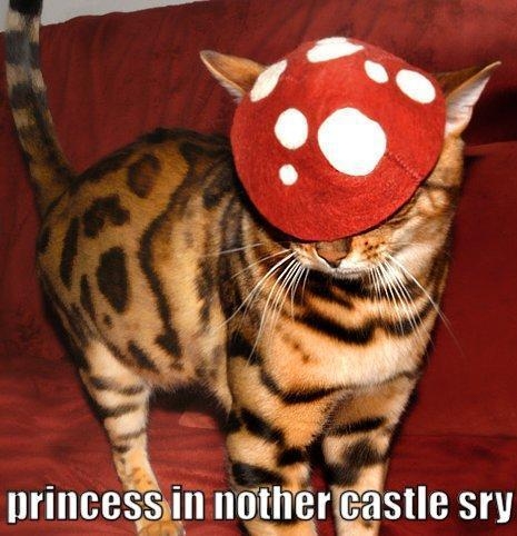 cute cat princess in nother castle sry