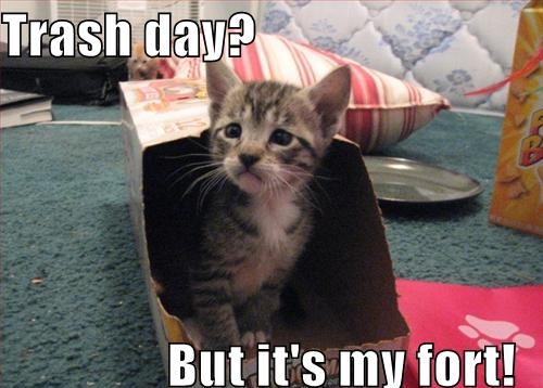 cute cat trash day funny - Trash day? But it's my fort!