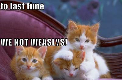 funny harry potter - fo last time We Not Weaslvs!