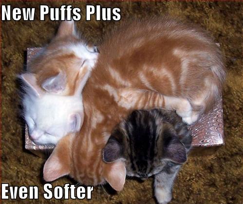 sleeping with many cats - New Puffs Plus Even Softer