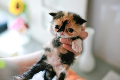 cute kitten - cutest kitten in the world