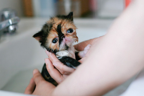 cute kitten - tiny kitten