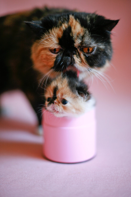 cute kitten - memebon kitten