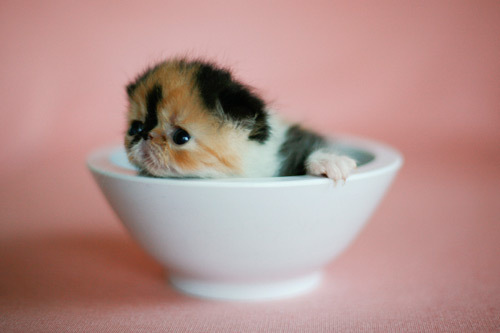 cute kitten - tiniest kitten in the world