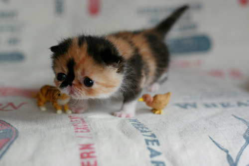 cute kitten - cute baby animals - Ernhard