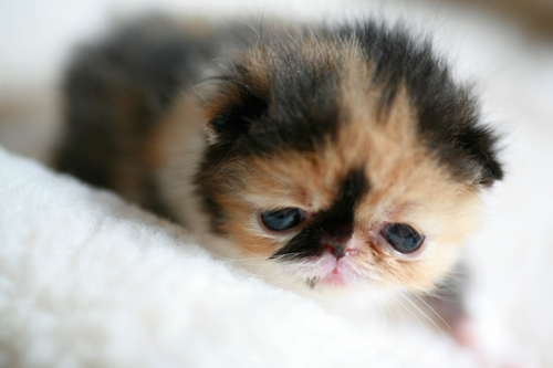 cute kitten - world's smallest and cutest kitten