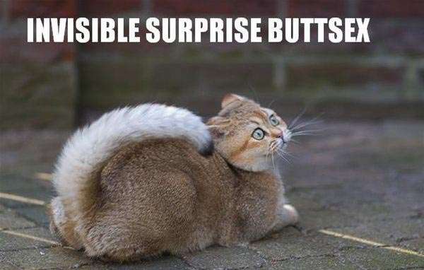 cat surprise buttsex - Invisible Surprise Buttsex