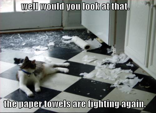 khajiit did nothing khajiit is innocent - well would you look at that. the paper towels are fighting again.
