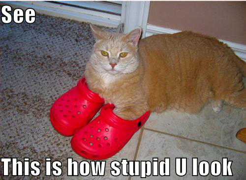 cat wearing shoes - See This is how stupid U look