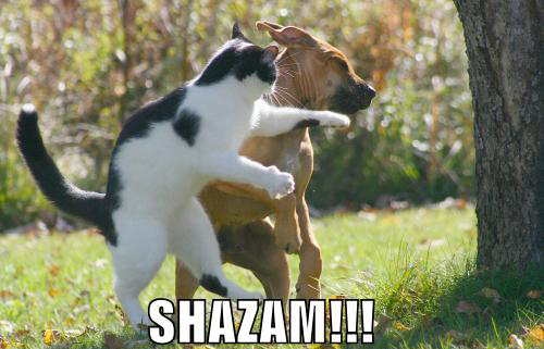 really funny animal - Shazam!!
