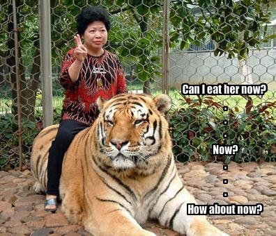 kid riding a tiger - Ty X Can leat her now? Now? How about now?