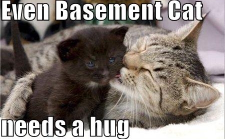 cat - Even Basement Cat needs a hug