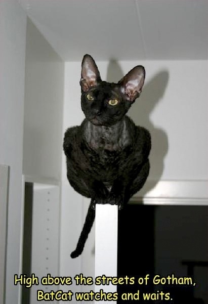 high cat - High above the streets of Gotham, Batcat watches and waits.