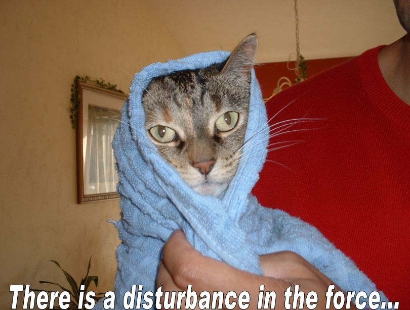 whiskers - There is a disturbance in the force...