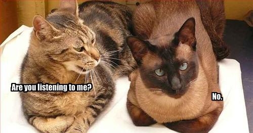 two cats - Are you listening to me? No.