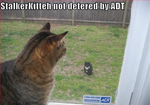 whiskers - Stalkerkitteh not detered by Adt 6005099 secured by Adr