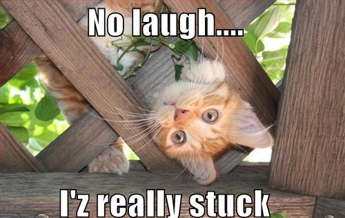 cute cats memes stuck - No laugh.... I'z really stuck