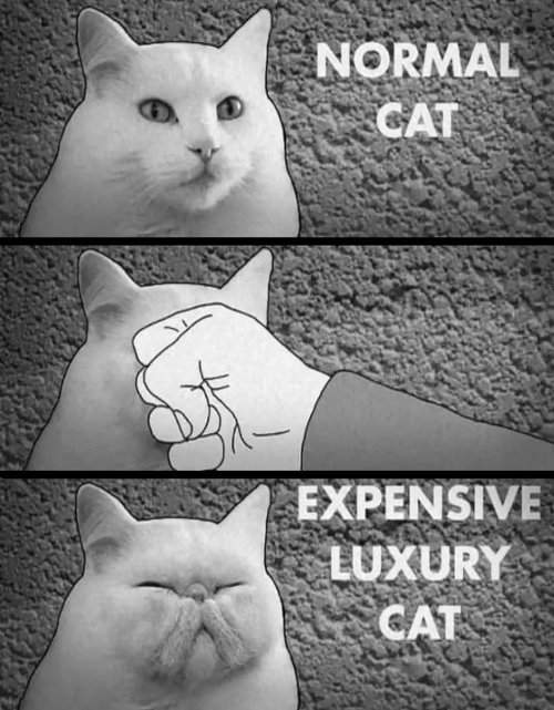 expensive luxury cat - Normal Cat Expensive Luxury Cat
