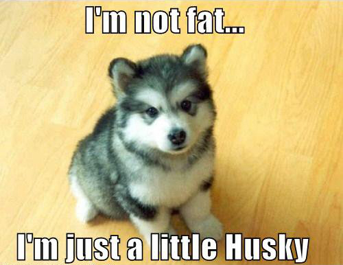 dogs puns - I'm not fat.. I'm just a little Husky