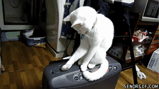 gifs - cat playing with a button