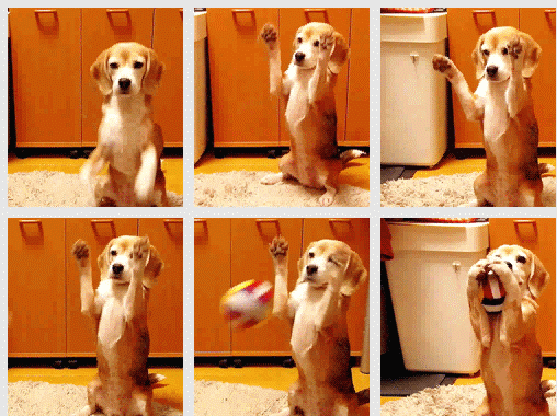 gifs - cute puppy catching a ball