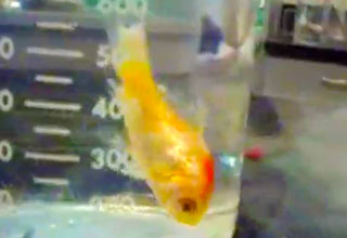 Goldfish Vore