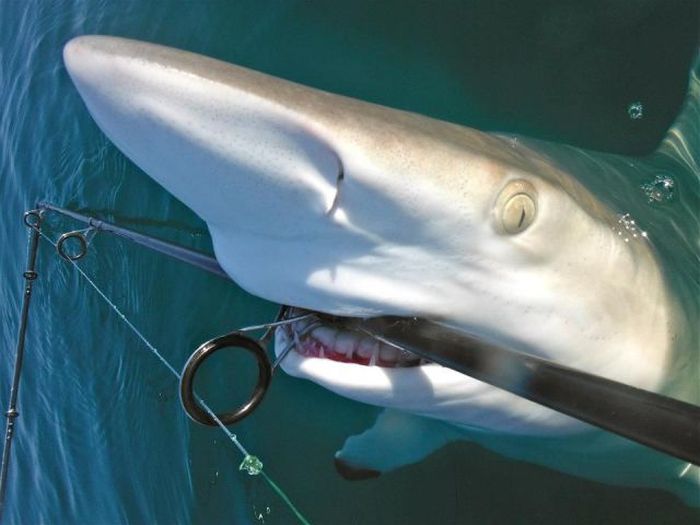 WTF Picture And Gif Dump