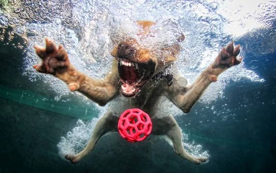 Underwater Doggies