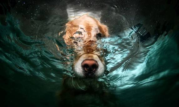 Underwater Doggies