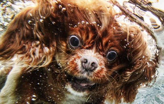 Underwater Doggies