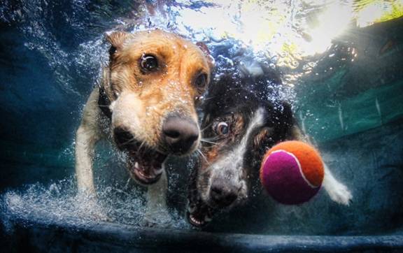 Underwater Doggies