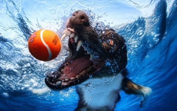 Underwater Doggies