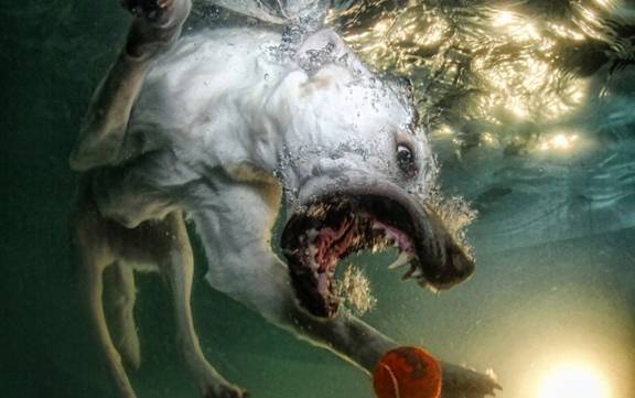 Underwater Doggies