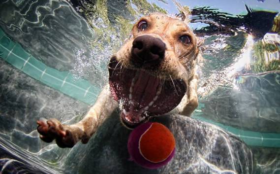 Underwater Doggies